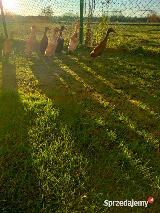 Biegusy kaczki i kaczory Szczurowa