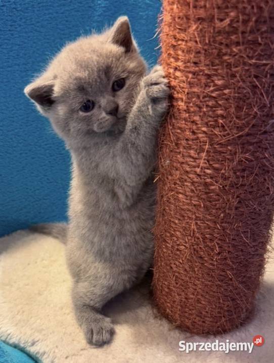 Kocięta brytyjskie Kraków sprzedam