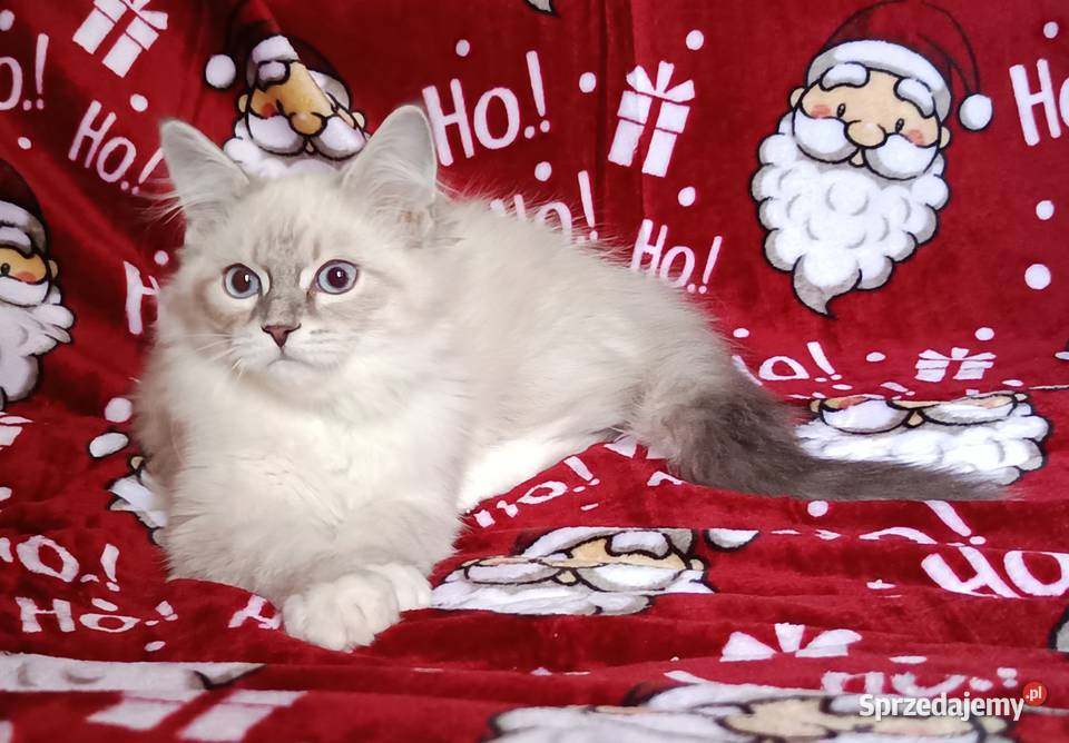 Koty Syberyjskie Neva Masquerade NEMO Kwilcz