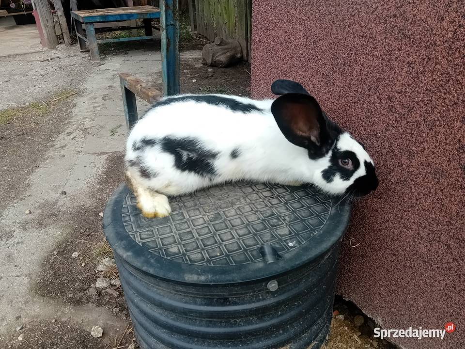 Sprzedam króliki Grudno