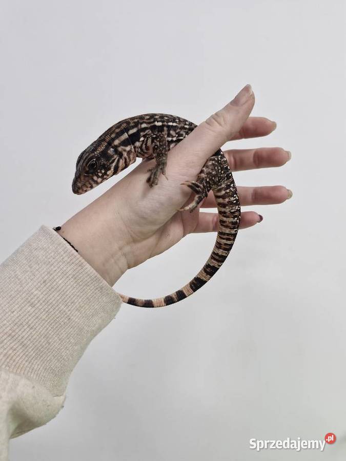 Teju Różowy Teju Czerwony Oława