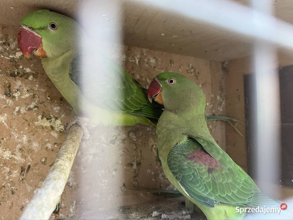 Aleksandretty wielkie z 2025