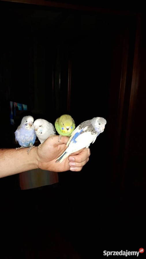 Papugi papużki faliste ręcznie karmione oswojone Łaziska Górne sprzedam