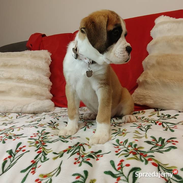 Bokser szczenięta przebadanych rodzicach lubelskie Zakrzów sprzedam