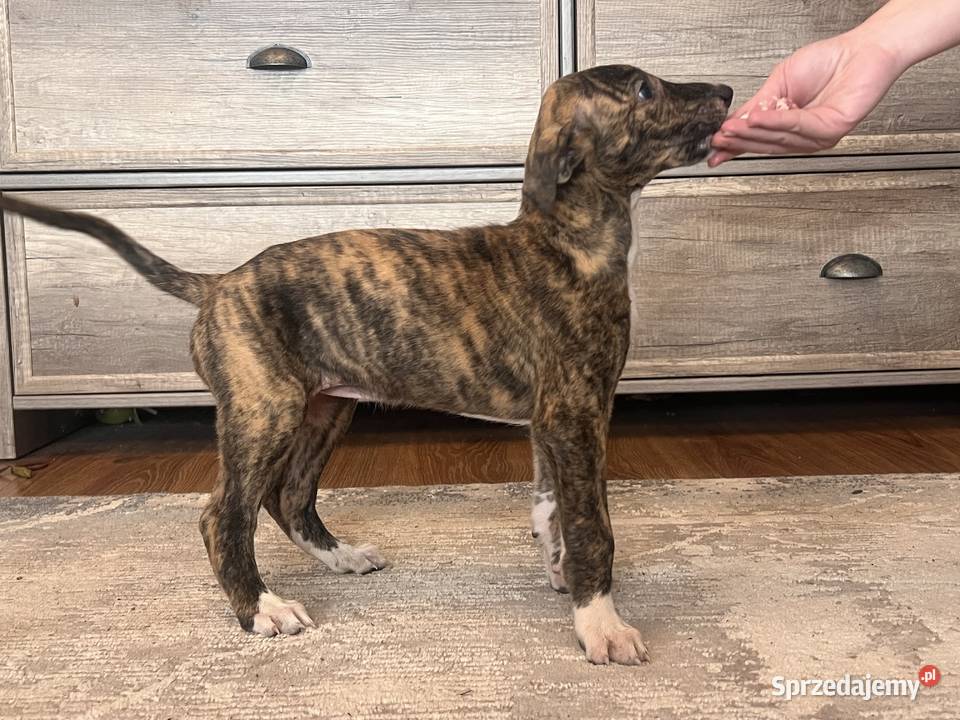 Chart greyhund Jędrzejów sprzedam