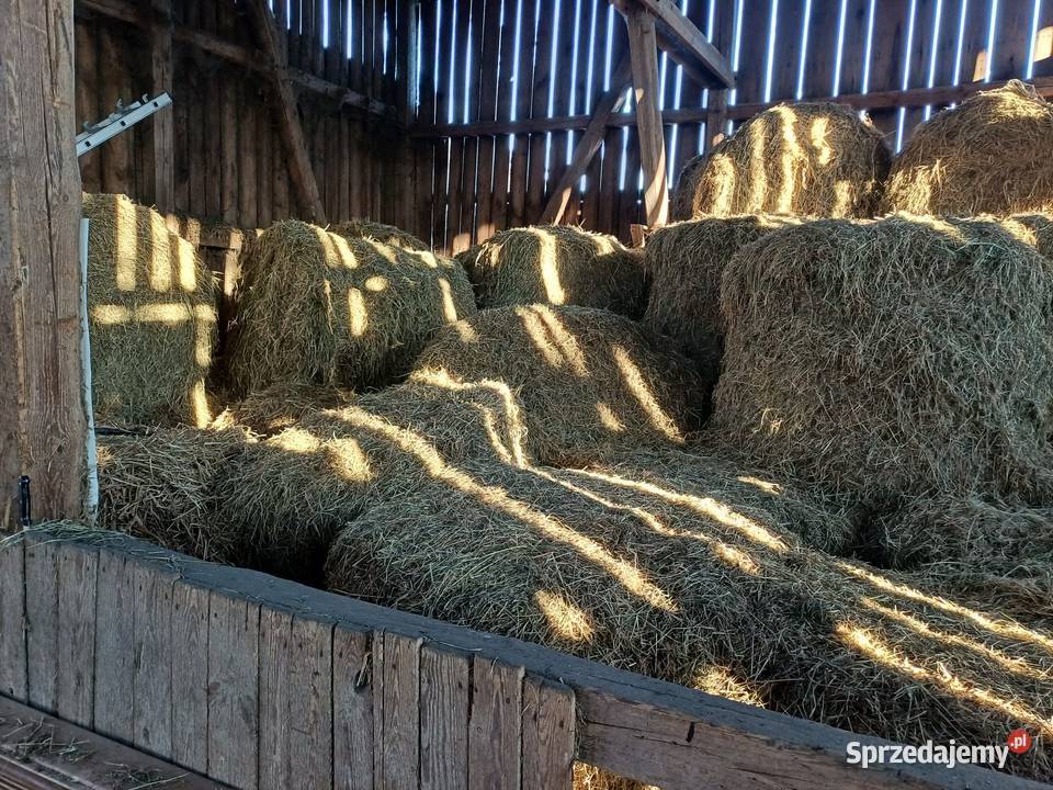 siano w balotach 1 pokos 2025 Rolnictwo kujawsko-pomorskie Dobrcz