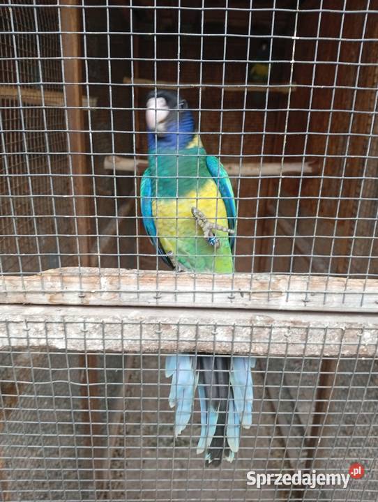 Rozella krolewska rozella zółtobrzucha barnard Bąków