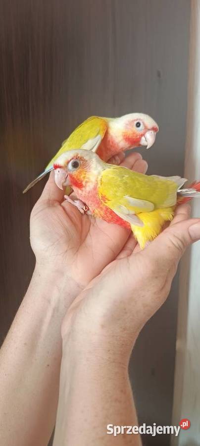 Papugi rudosterki ręcznie karmione sprzedam
