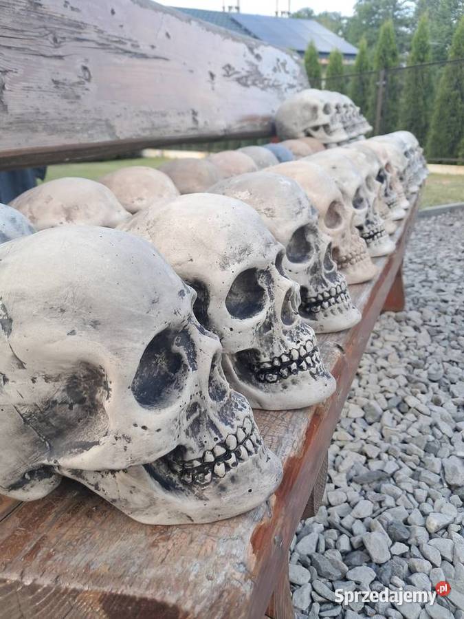 Czaszki odlewy z gipsu śląskie Chybie