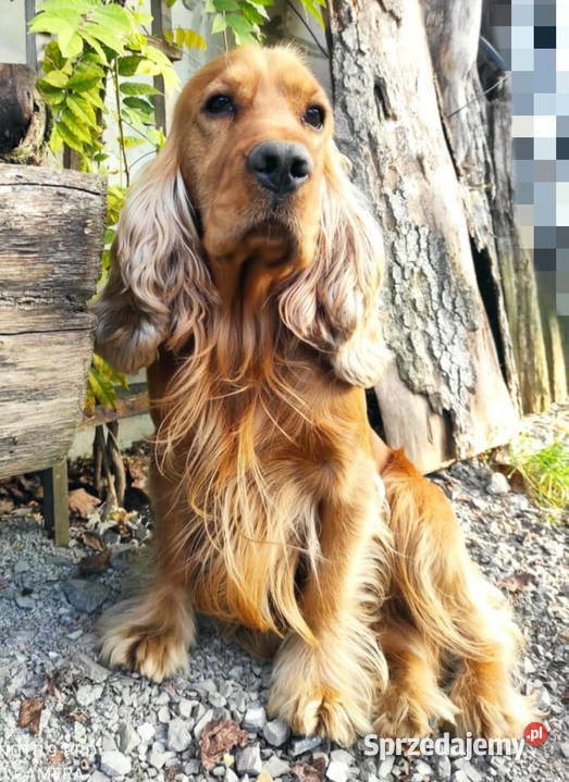 Cocker spaniel złoty Przewrotne