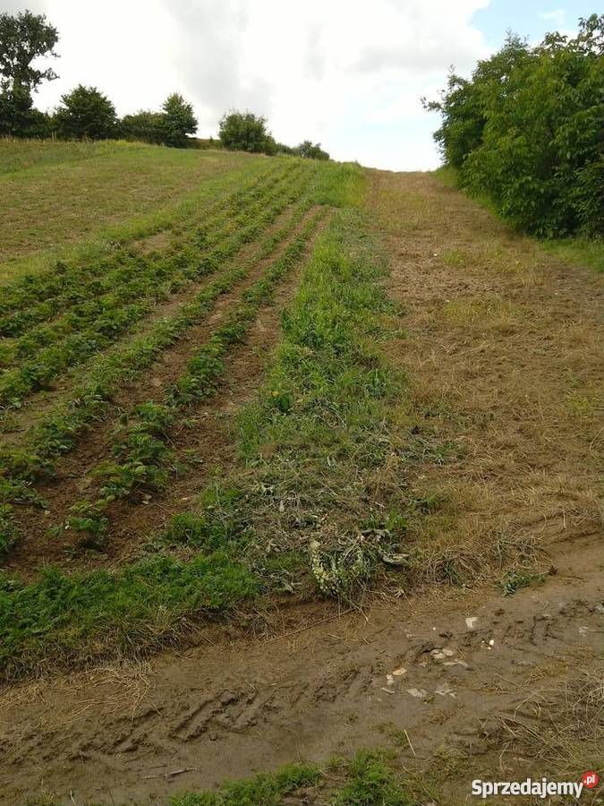 Działka budowlana 28 a Wiktorowice Wiktorowice