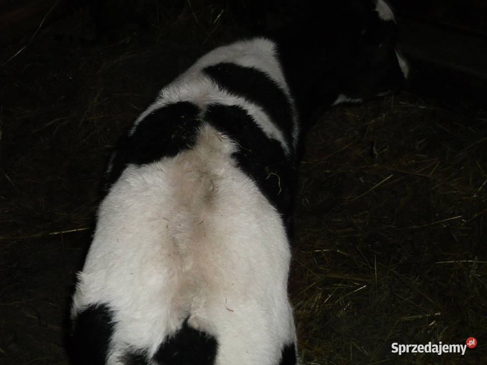 cielak byczek hf Parysów