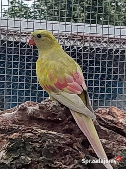 Samica Berg pastel Grodzisk Wielkopolski