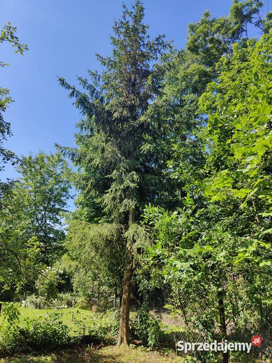 Działka ROD Urodzaj Gliwice 320m altana murowana