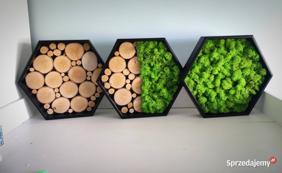 Żywy obraz mech chrobotek tryptyk heksagon Ruda Śląska