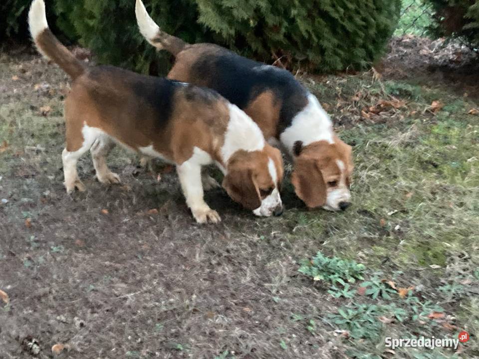 Suczka Beagle tricolor Wola Żelechowska