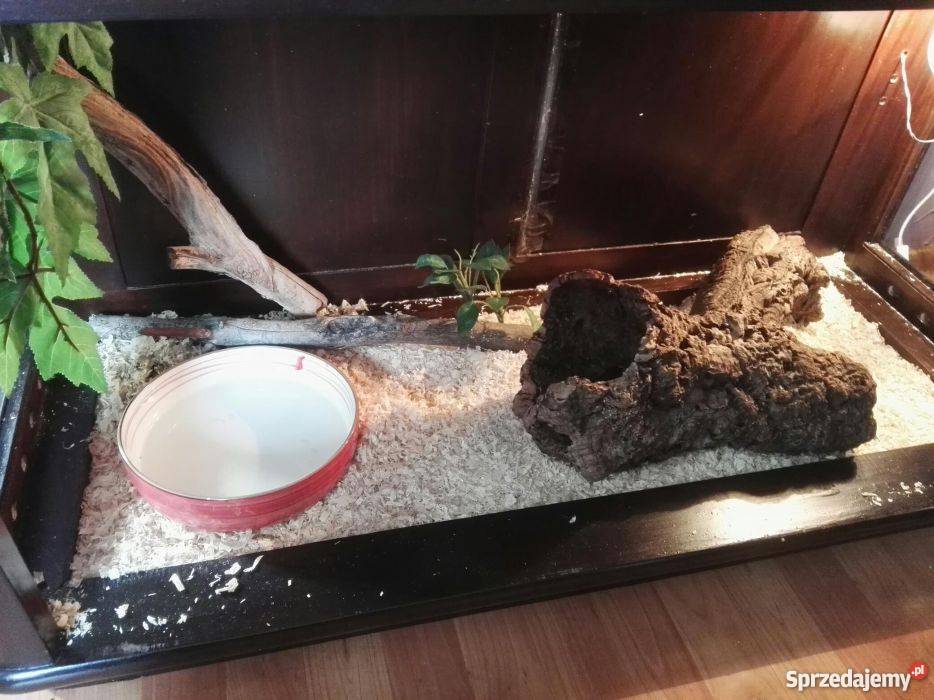 Pyton królewski z terrarium papierami Wałbrzych