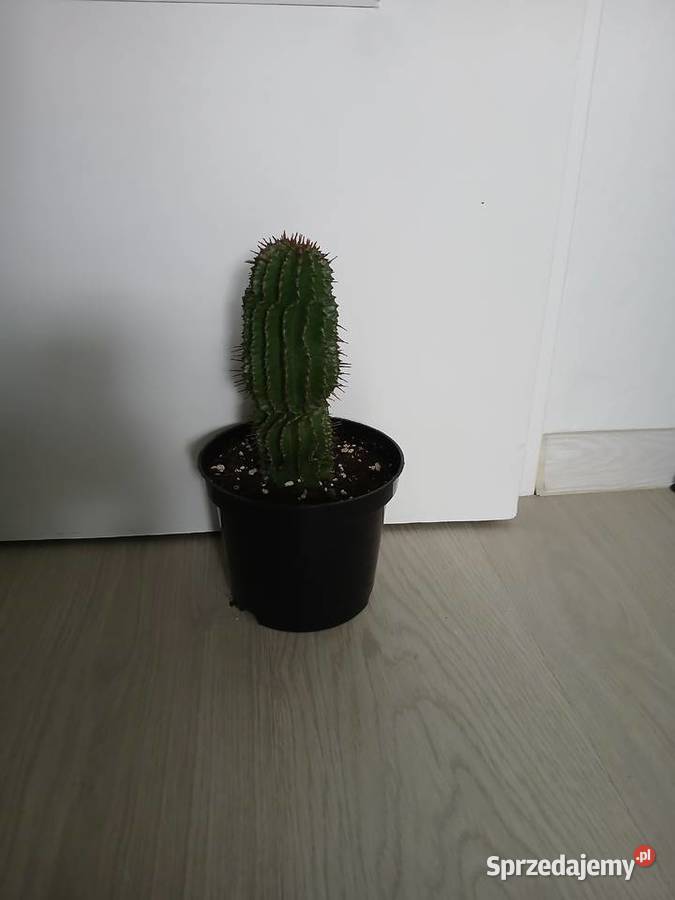 Euphorbia Horrida wilczomlecz Częstochowa
