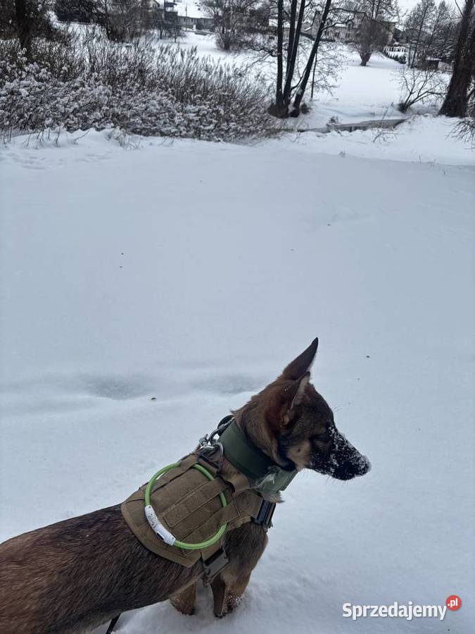 Suka Owczarek Belgijski Lublin