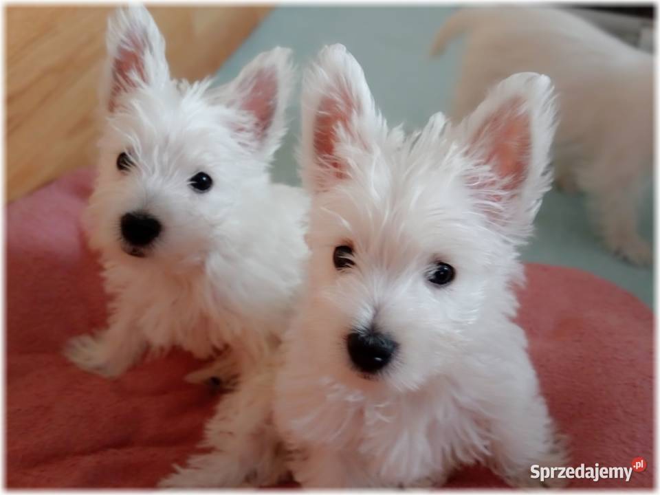 West Highland White Terrier ZKwP FCI suczka Częstochowa