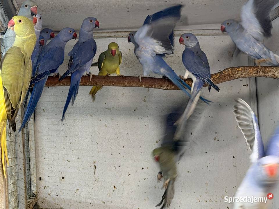 Aleksandretta obrożna Mutacje sprzedam 26 piękne mazowieckie Ciechanów