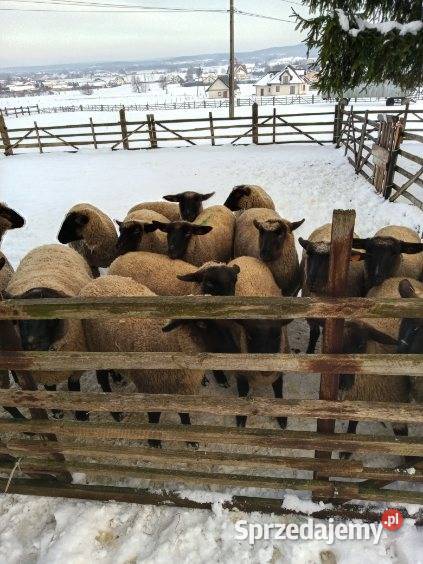 Owce jagnięta barany czarnogłówki Pagorzyna sprzedam