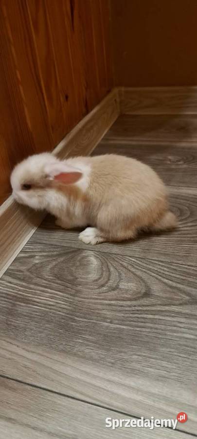 Króliczki mini lop wielkopolskie Miejska Górka