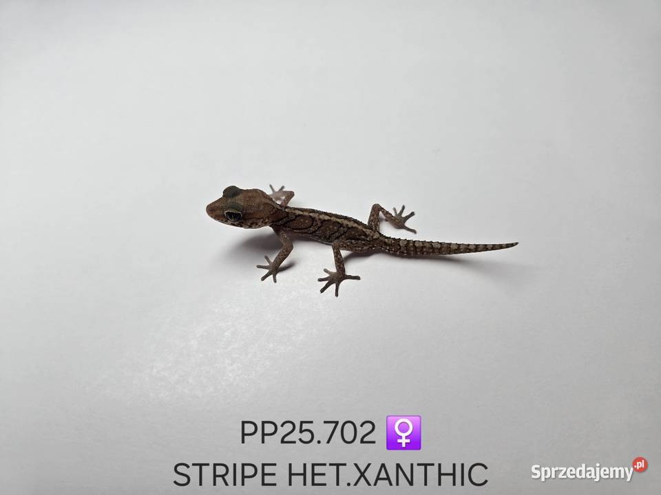 Gekon madagaskarski Ppicta Zawiercie