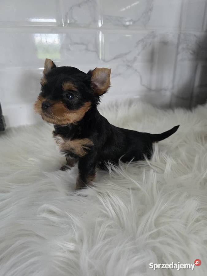 Piesek yorkshire terrier Tomaszewo