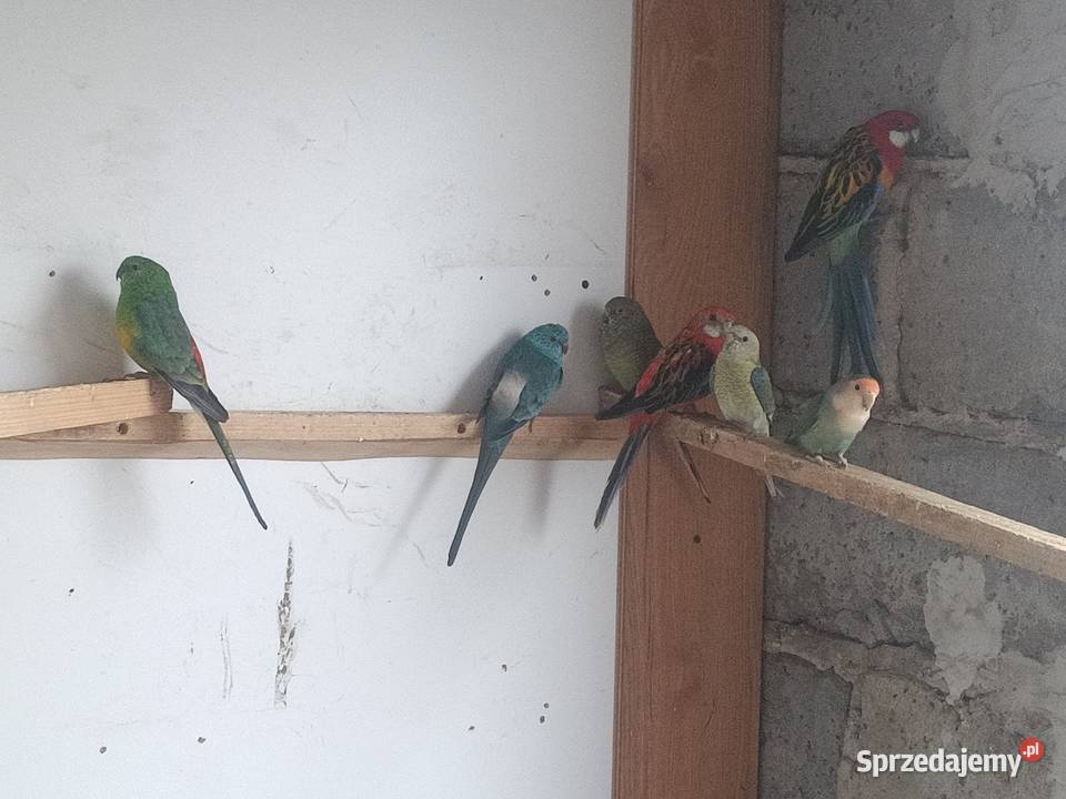 Papugi rozele świergoty Bobrowa