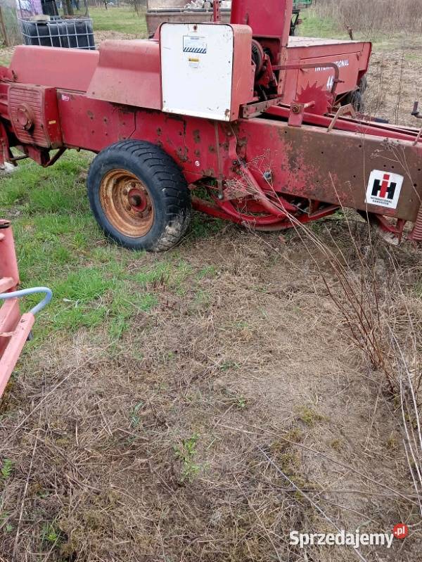 Sprzedam prase kostke