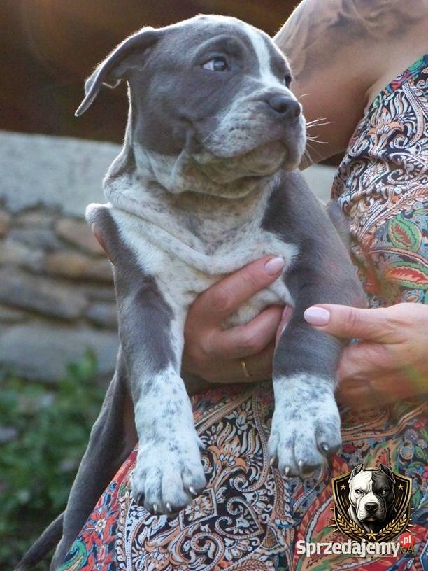 American Staffordshire Terrier Blue Amstaff Paczków