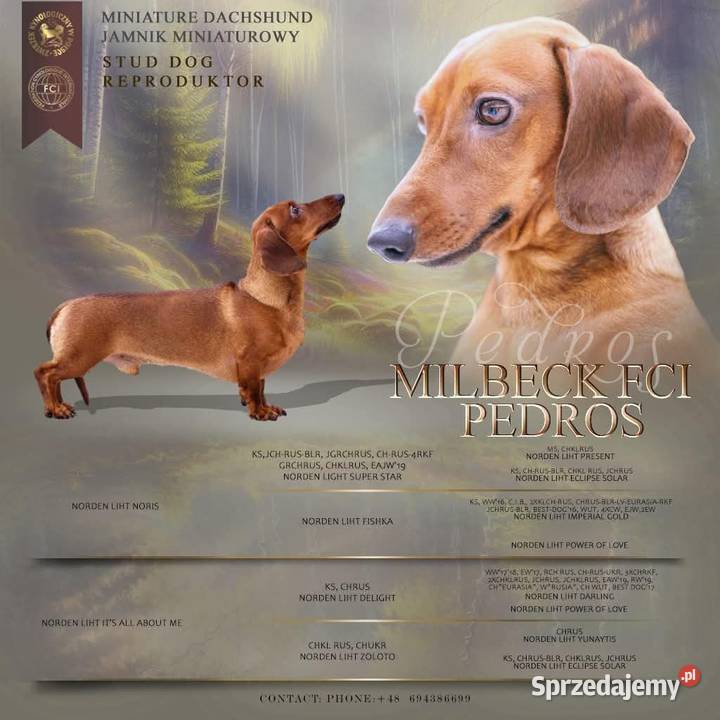 Jamnik Miniaturowy piesek FCI Poznań