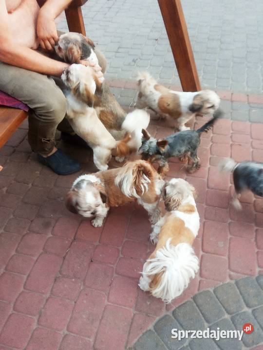 Shih TZU przepiękne wzorcowe tricolor małej Klimontów sprzedam