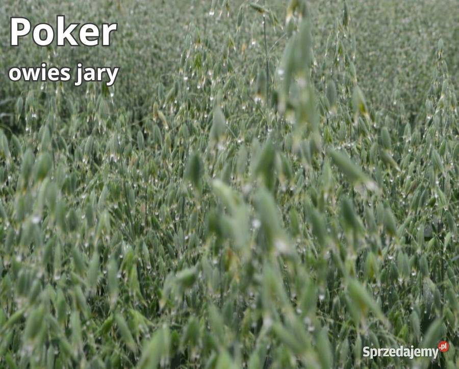 Owies jary Poker kwalifikowany C1 Zboża Koronowo sprzedam
