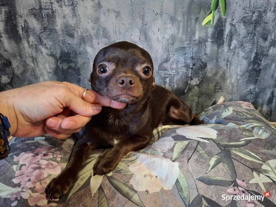 Cudny piesek Chihuahua gorzka czekolada Rodowód Starachowice
