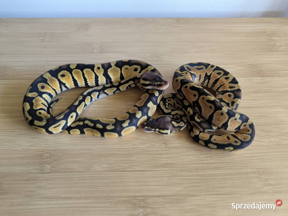 PROMOCJA Pyton królewski PARA Makowiec