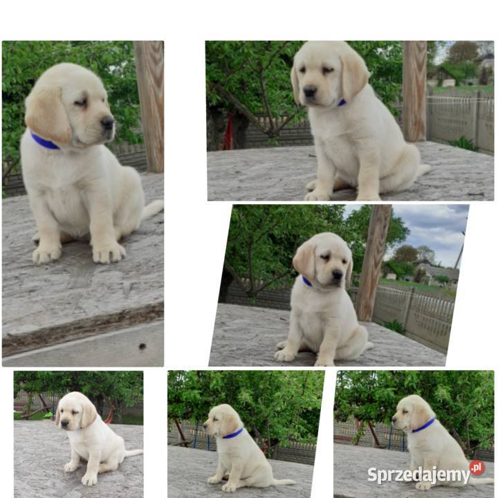 Labrador retriever biszkoptowy