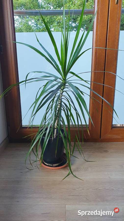 Dracena ok 100 Mikołów