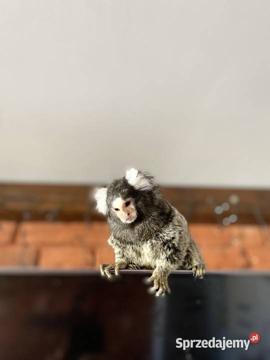 Na sprzedaż marmozeta białoucha samiec Borkowo