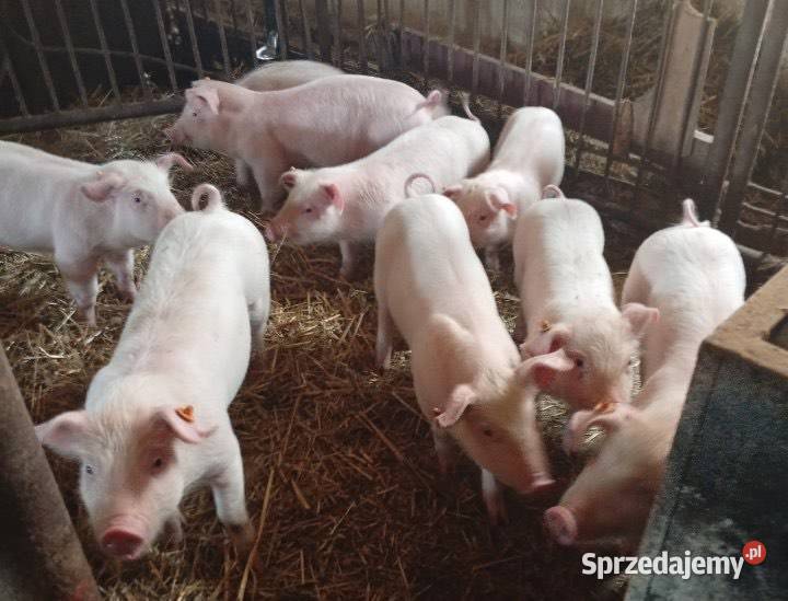 Prosięta 12tygodniowe sprzedam