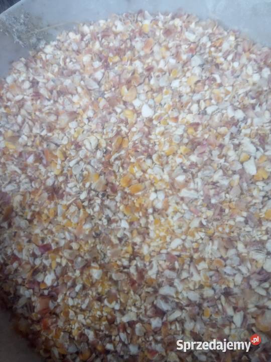 Kukurydza mielona Chocznia