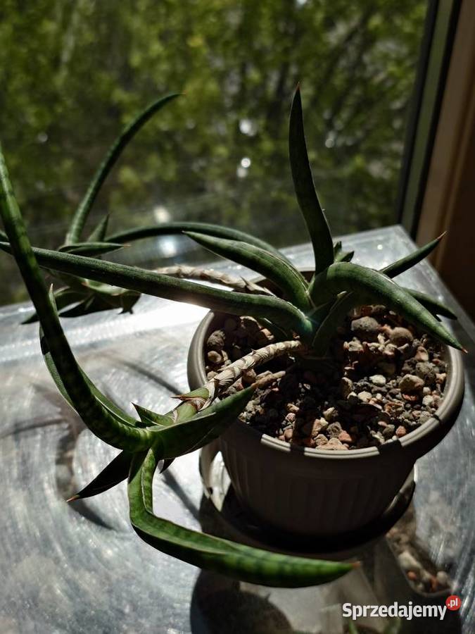Sansevieria ballyi Minnie odrost ok 20 Warszawa