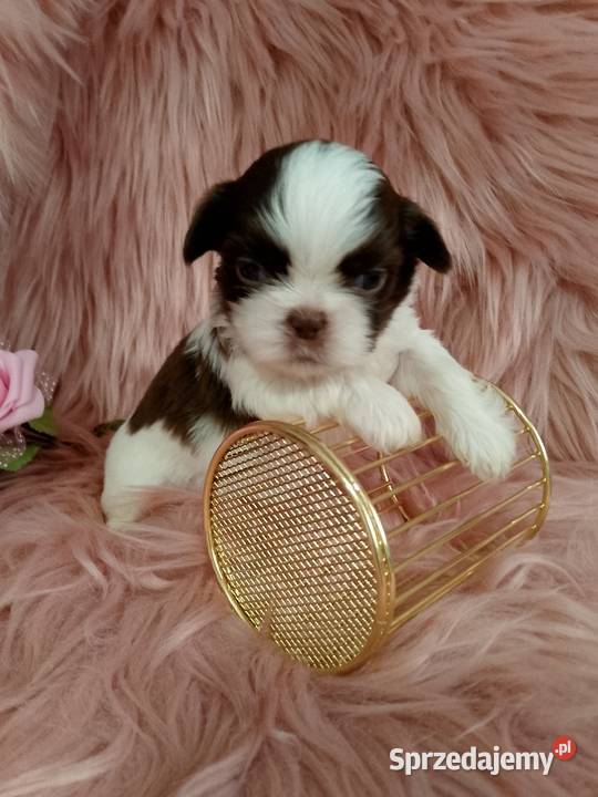 Biało czekoladowa suczka rasy ShihTzu sprzedam