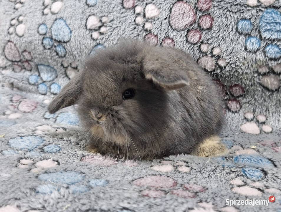 Króliczki Baranki Mini Lopki samczyki Wołomin sprzedam