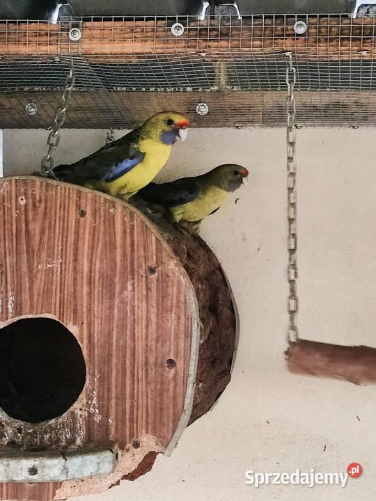 Rozele słomkowe młode 2025 Ptaki Ptaki śląskie Wojnowice