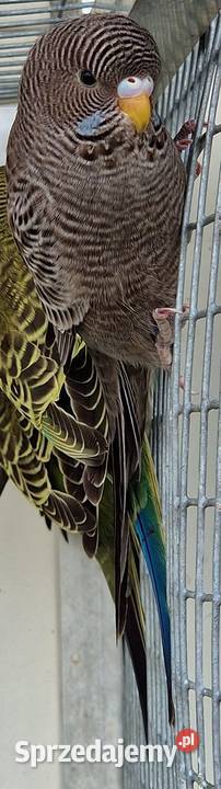 papużka falista blackface młoda do oswojenia i Ptaki wielkopolskie