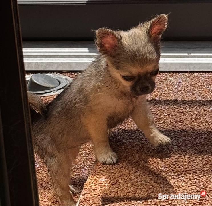 Chihuahua Bielsko-Biała sprzedam