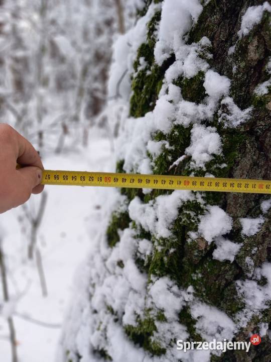 drzewo na pniu Rydzów