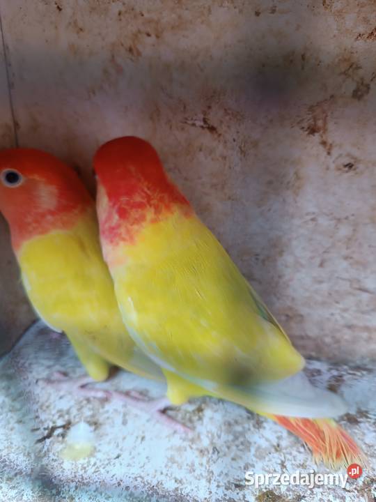 Rozella lutino i rozella białolica czerwona parę Ptaki sprzedam